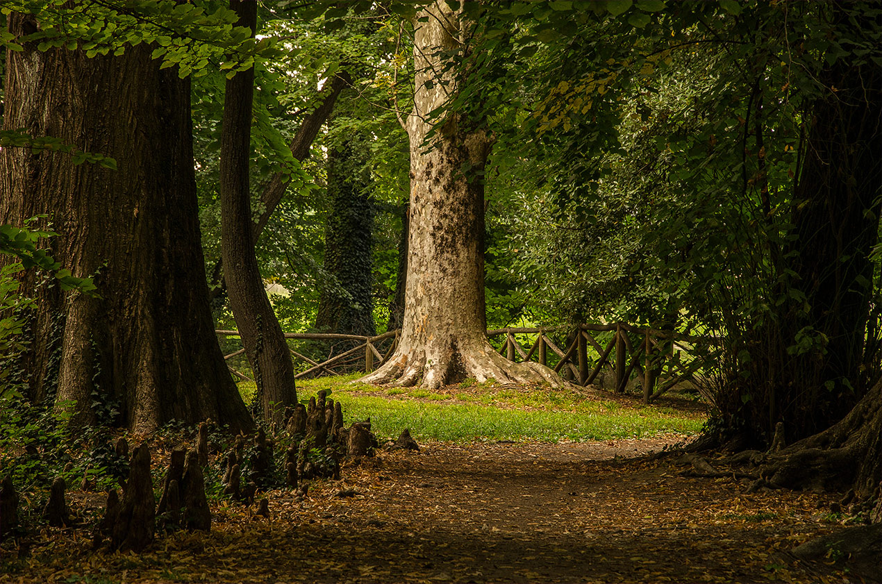 Bäume in einem Waldstück